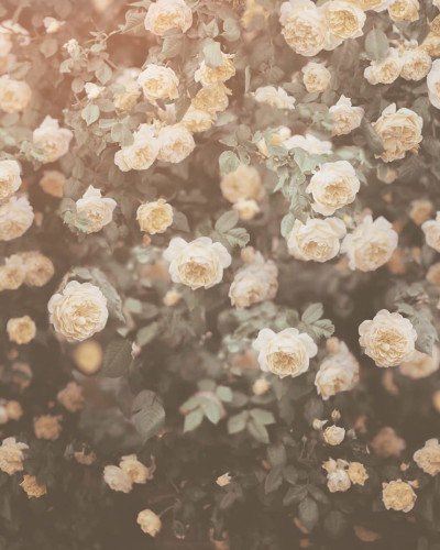 Tapet cu trandafiri albi vintage, Regal Rose, pentru un decor romantic și elegant