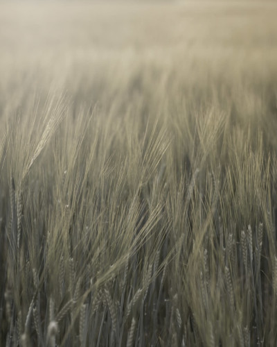 Tapet Rye Field, Green, cu design minimalist, care prezintă un câmp de grâu în tonuri neutre.
