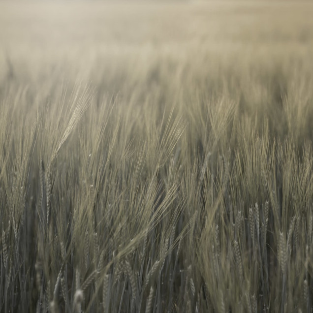 Tapet Rye Field, Green, cu design minimalist, care prezintă un câmp de grâu în tonuri neutre.