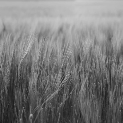 Tapet Rye Field, Black & White, cu un câmp de grâu în alb-negru, în dormitor