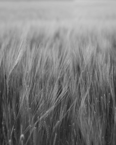 Tapet Rye Field, Black & White, cu un câmp de grâu în alb-negru, în dormitor