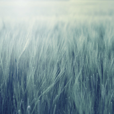 Tapet Rye Field, Turquoise, cu un design minimalist ce include un câmp de grâu în nuanțe de verde-albăstrui.