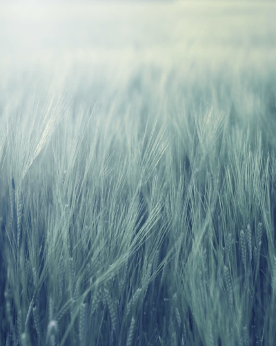 Tapet Rye Field, Turquoise, cu un design minimalist ce include un câmp de grâu în nuanțe de verde-albăstrui.