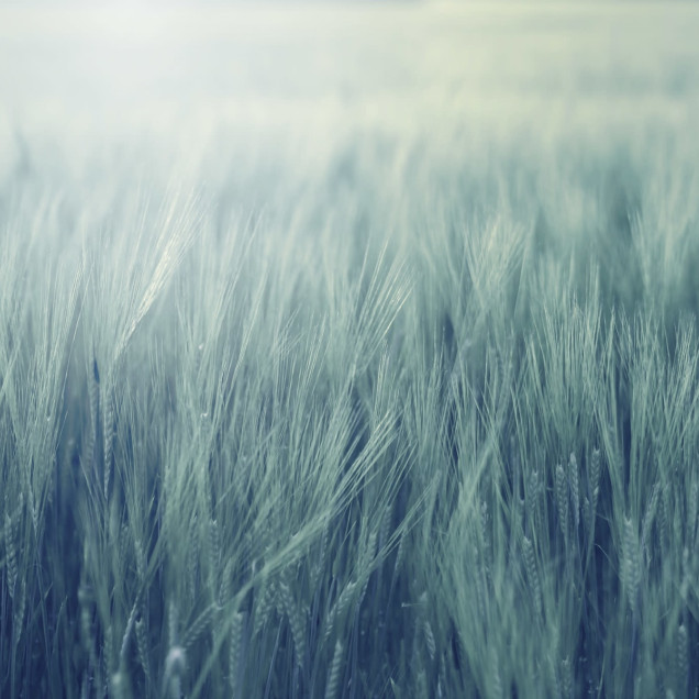 Tapet Rye Field, Turquoise, cu un design minimalist ce include un câmp de grâu în nuanțe de verde-albăstrui.