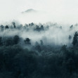 Fototapet Misty Woodland, Blue, Rebel Walls