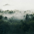 Fototapet Misty Woodland, Green, Rebel Walls