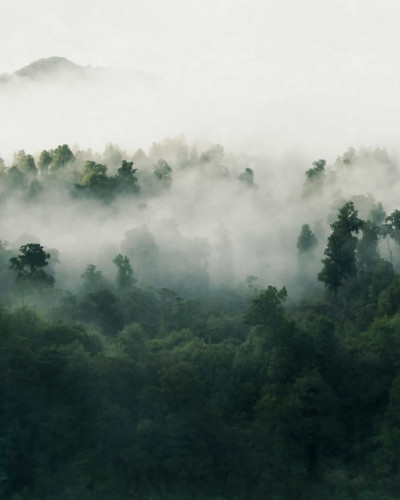 Tapet cu design de pădure verde înveșmântată în ceață