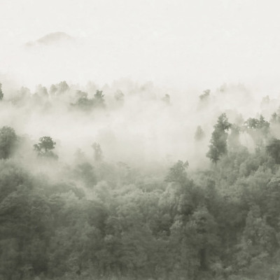 Tapet cu design Misty Woodland, Light Green, care infatiseaza un peisaj de padure cu ceata.