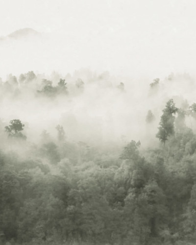 Tapet cu design Misty Woodland, Light Green, care infatiseaza un peisaj de padure cu ceata.