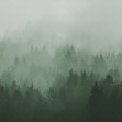 Fototapet Cloudy Forest, Green, Rebel Walls
