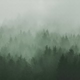 Cloudy Forest, Green, Rebel Walls