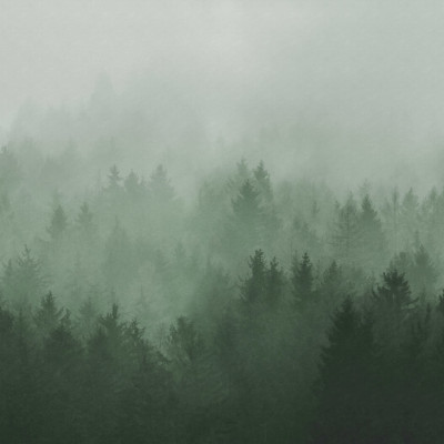 Fototapet cu o pădure verde în ceață într-o sufragerie