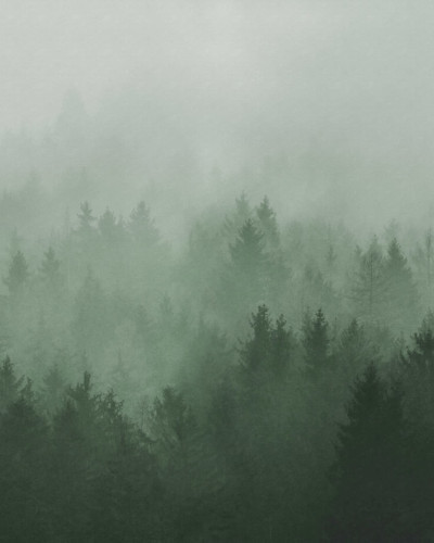 Fototapet cu o pădure verde în ceață într-o sufragerie