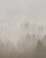 Cloudy Forest, Beige, Rebel Walls