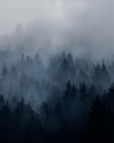 Tapet Pădurea Înnorată, Albastru, cu un design relaxant de pădure învăluită în ceață, perfect pentru a crea o atmosferă de calm în orice cameră.
