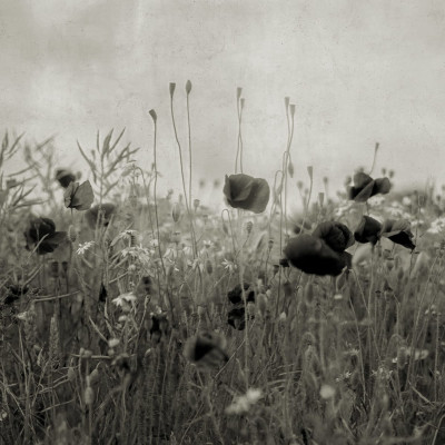 Poppy Field, Vintage, Rebel Walls