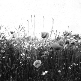 Fototapet Poppy Field, Black & White, Rebel Walls