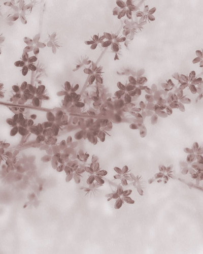 Tapet cu flori roz pal, Apple Bloom