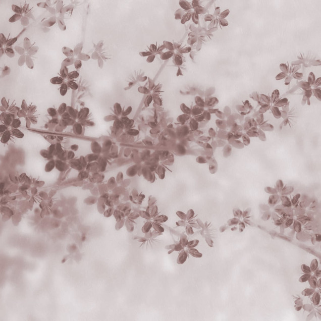 Tapet cu flori roz pal, Apple Bloom