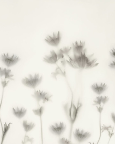 Tapet Astrantia Black & White cu design minimalist, perfect pentru dormitor, living sau birou.