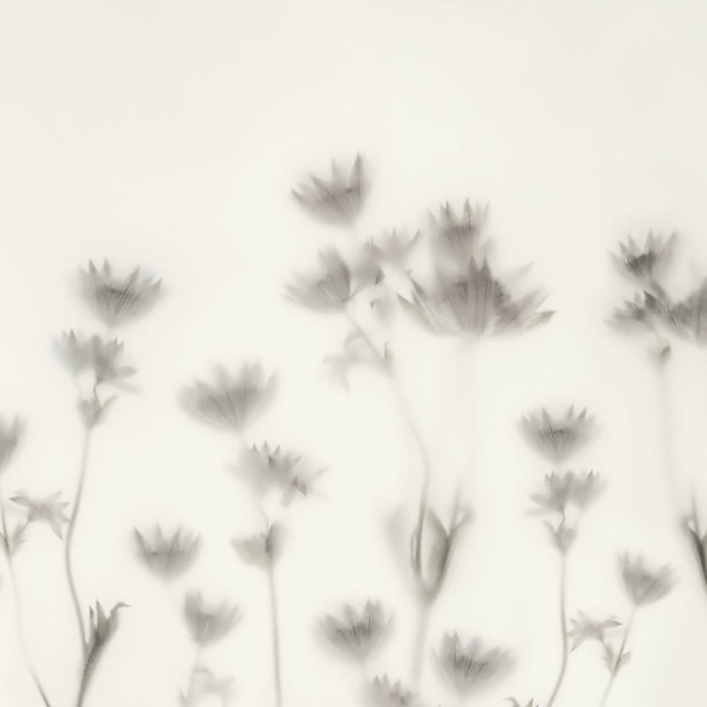 Tapet Astrantia Black & White cu design minimalist, perfect pentru dormitor, living sau birou.