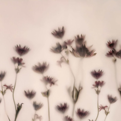 Tapet floral cu flori de Astrantia in nuante de roz