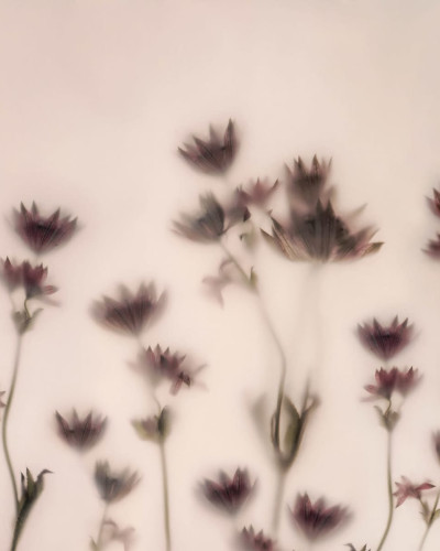 Astrantia, Pink, Rebel Walls