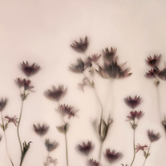Tapet floral cu flori de Astrantia in nuante de roz