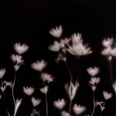 Wallpaper Astrantia Dark cu flori delicate pe un fond negru