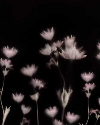 Wallpaper Astrantia Dark cu flori delicate pe un fond negru