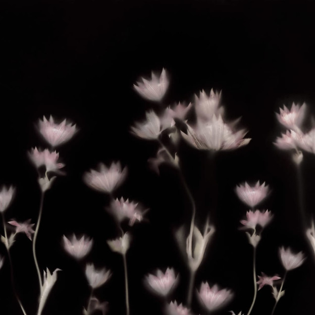 Wallpaper Astrantia Dark cu flori delicate pe un fond negru