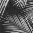 Fototapet Palm Gaze, Black & White, Rebel Walls