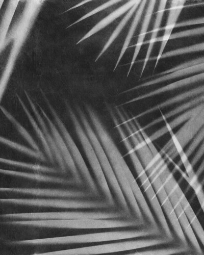 Palm Gaze, Black & White - Fototapet cu design minimalist și elegant, perfect pentru a adăuga o notă tropicală în casa ta.