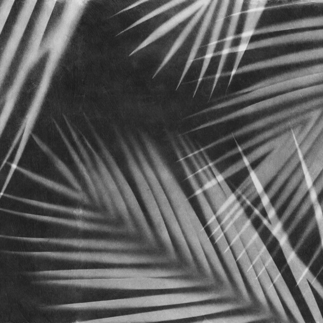 Palm Gaze, Black & White - Fototapet cu design minimalist și elegant, perfect pentru a adăuga o notă tropicală în casa ta.