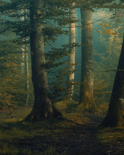Wallpaper Beech Forest - o pădure de fag impresionantă cu nuanțe de verde și galben