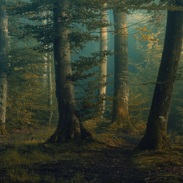Wallpaper Beech Forest - o pădure de fag impresionantă cu nuanțe de verde și galben