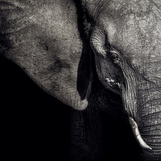 Fototapet Elephant, personalizat, Rebel Walls