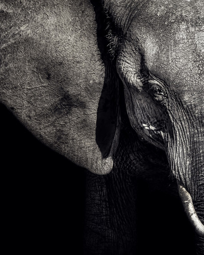 Imagine cu un wallpaper  cu un  elefant  în tonuri de gri,   în   cadru   un   living  cu   mobilier   modern   și   plante.