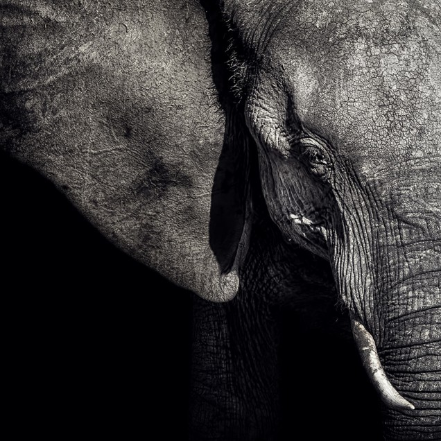 Imagine cu un wallpaper  cu un  elefant  în tonuri de gri,   în   cadru   un   living  cu   mobilier   modern   și   plante.