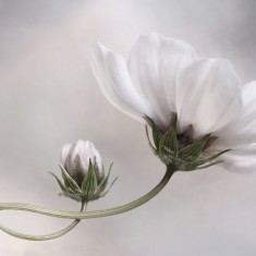 Fototapet White Flower, personalizat, Rebel Walls