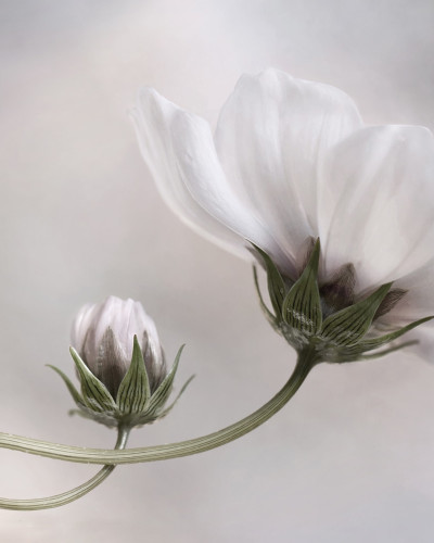 Fototapet cu floare albă delicată pe un fundal gri deschis, în decorul unei bucătării moderne.