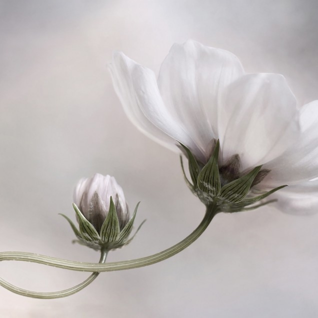 Fototapet cu floare albă delicată pe un fundal gri deschis, în decorul unei bucătării moderne.