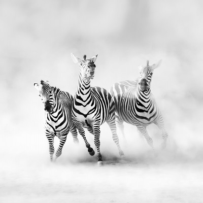 Tapet cu zebre in alb si negru, pe un fond gri deschis, tapet Graphic Zebras