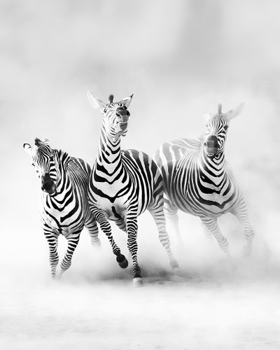 Tapet cu zebre in alb si negru, pe un fond gri deschis, tapet Graphic Zebras