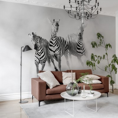 Tapet cu zebre in alb si negru, pe un fond gri deschis, tapet Graphic Zebras