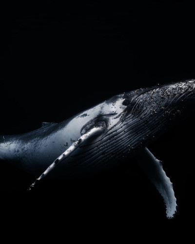 Imagine cu un tapet Black Whale care înfățișează o balenă albastră în nuanțe de gri pe un fundal negru.