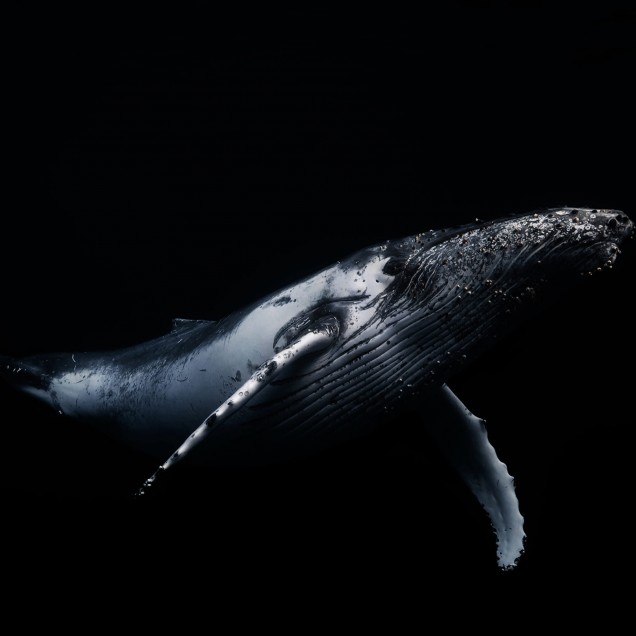 Imagine cu un tapet Black Whale care înfățișează o balenă albastră în nuanțe de gri pe un fundal negru.