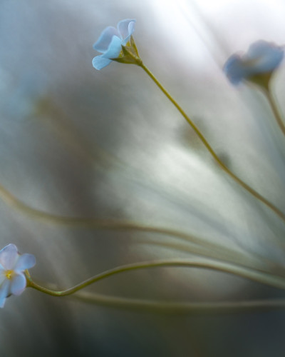 Forget Me Not wallpaper in a bedroom interior