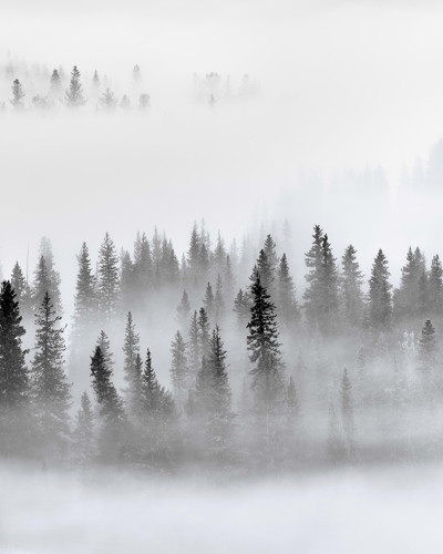 Tapet Calm Forest, design minimalist cu o pădure liniștită învăluită în ceață