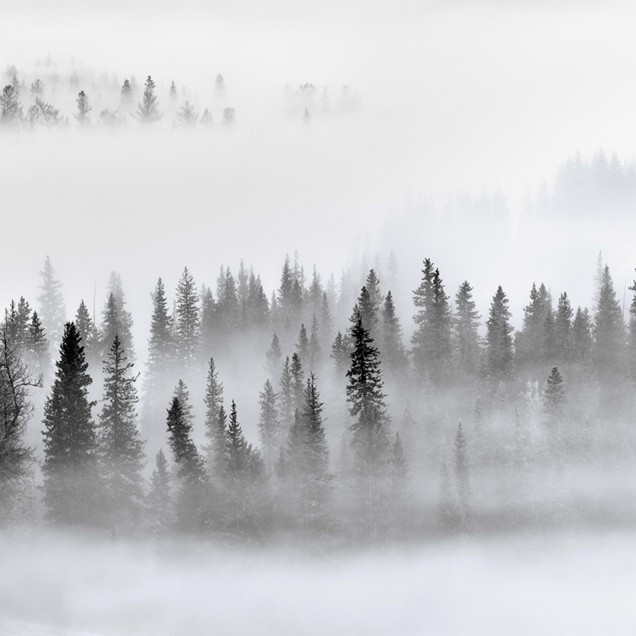 Tapet Calm Forest, design minimalist cu o pădure liniștită învăluită în ceață